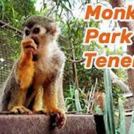 Celeste 250m De L'ocean Vue Panoramique Apartament Palm-mar